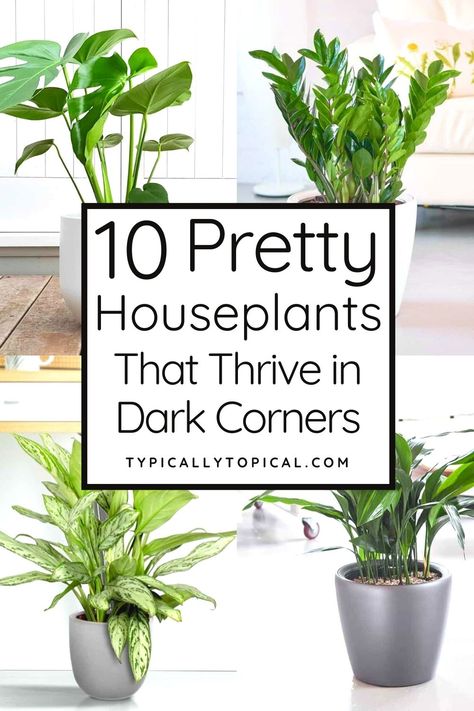 Houseplants For Dark Rooms, Plants That Can Live In The Dark, Best Plants For Bathroom Low Lights, Plants That Don’t Require Sunlight, Tall Floor Plants Indoor, Healing Indoor Plants, Indoor Plants With Low Light, Plants For Dark Spaces, Big Indoor Plants Low Lights