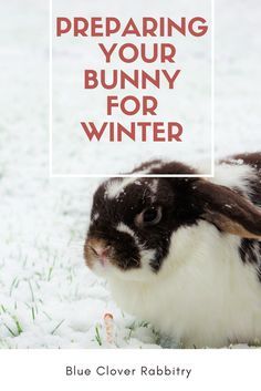 Winter Proofing Rabbit Hutch, Outdoor Rabbit Enclosure Winter, Bunny Pens Outdoor, Raising Bunnies Outside, Outdoor Bunny Enclosure Winter, Rabbit Run Ideas, Outdoor Bunny Hutch, Bunny Outside, Rabbit Hutch Outdoor