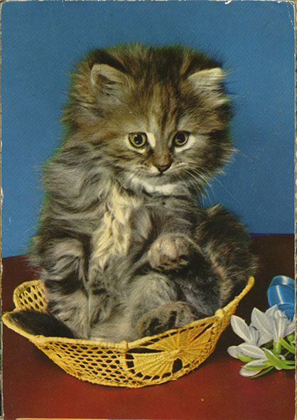 Vintage postcard Vintage Cat Postcard, Cat Photoshoot, Collage Material, Vintage Cats, Cat Photos, Retro Cats, Cat Colors, Vintage Cat, Vintage Postcard