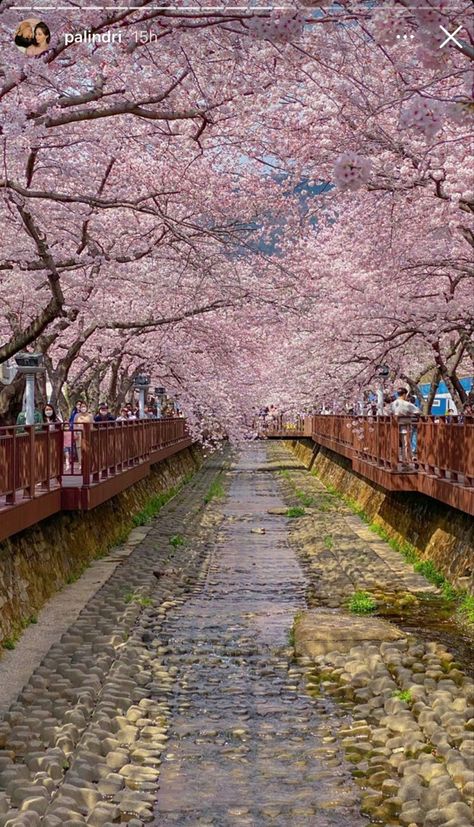 Bright pink cherry blossom trees on each side of a thin stream in South Korea. Korea Travel Guide, Seoul Travel Guide, Japan Wallpaper, Korea Country, Jeju Island South Korea, Namsan Tower, Nami Island, Seoul Travel, Blossom Season