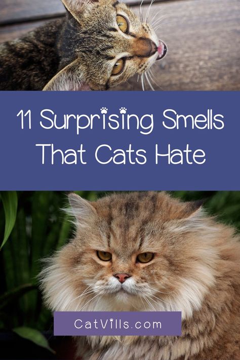 Do you know there are some smells that cats hate so much they’ll avoid them at all cost! Such knowledge might come in handy when you’re trying to train your cat not to scratch your furniture or keep your pet away from the plants. Kitty Health, Cat Knowledge, Spoiled Cat, Cat Remedies, Raising Kittens, Cat Repellent, Cat Illnesses, Cat Problems, Viral Makeup