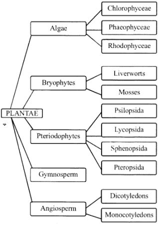 NCERT Solutions for Class 11 Biology Chapter 3 Plant Kingdom – NCERT MCQ Algae Notes Class 11, Plant Kingdom Notes Class 11 Neet, Ncert Biology Class 11 Notes, Plant Kingdom Notes Class 11, Plant Kingdom Notes, Ncert Biology Class 11, Class 11 Biology Notes, Botany Notes, Ncert Biology