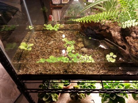 Terrarium With Fish, Salamander Terrarium, Woodland Terrarium, Tiger Salamander, Snail Tank, Frog Tank, Cloud Mountain, Fish Bait, Baby Frog