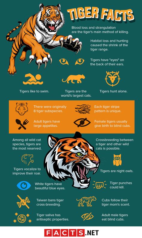 Tiger School Project Ideas, Project Tiger Poster, Animal Infographic Design, Tiger Infographic, Sabertooth Tiger Art, Tiger Facts For Kids, Types Of Tigers, Animal Fact File, Animal Facts Interesting