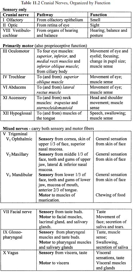 Hypertension Nursing, Pa School, Cranial Nerves, Nurse Rock, Autonomic Nervous System, Nursing Tips, Summer Learning, Nursing Study, Nursing Education