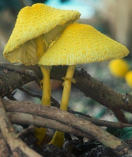 ✿ The Flower Pot Parasol ~ Leucocoprinus Birnbaumii ✿ Slime Mold, Yellow Mushroom, Lichen Moss, Mushroom Pictures, Garden Mushrooms, Plant Fungus, Slime Mould, Mushroom Hunting, Mushroom Fungi