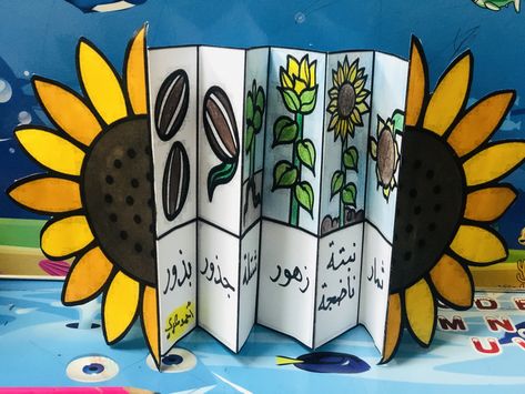 دورة حياة النبات, Life Cycle Of Plants, Life Cycles Kindergarten, Diy Crafts Paper, Usa Life, Elementary Learning, Learning English For Kids, Science Projects For Kids, Plant Life Cycle