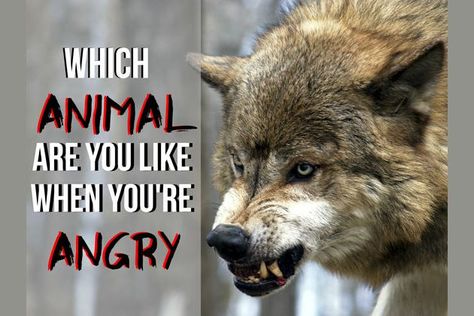 What Animal Are You Like When You're Angry? Which Dog Are You, When You're Angry, Teen Titans Characters, What Animal Are You, Playbuzz Quizzes, Describe Your Personality, Quiz Me, Fun Test, Mythical Animal