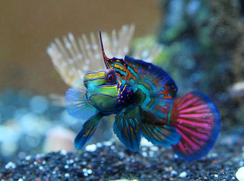 Mandarin Goby, Saltwater Aquarium Beginner, Nano Reef Tank, Marine Fish Tanks, Mandarin Fish, Saltwater Aquarium Fish, Amazing Aquariums, Saltwater Fish Tanks, Marine Tank