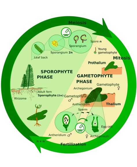 Nutrition In Amoeba, Soil Texture, Animal Cell, Biology Notes, Plant Cell, Cell Membrane, Plant Identification, Soil Improvement, Flowering Plants