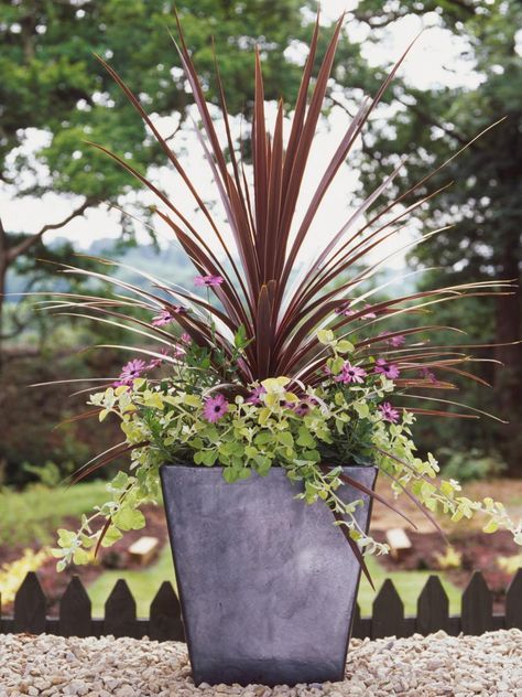 Count on these striking plants to create eye-catching focal points in pots. Thriller Plants For Containers, Patio Planter Ideas Plant Pots, Plants For Containers, Summer Planter, Fall Container Gardens, Hgtv Garden, Container Gardening Flowers, Flower Pots Outdoor, Garden Pottery