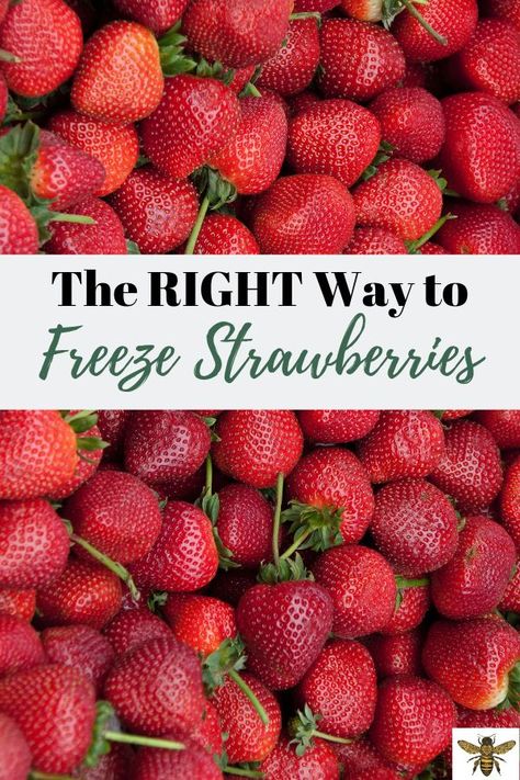 How to Freeze Strawberries Freeze Strawberries, Freezing Strawberries, Freezing Fruit, Freezing Vegetables, Frozen Veggies, Freezer Cooking, Growing Fruit, Harvest Season, Frozen Fruit