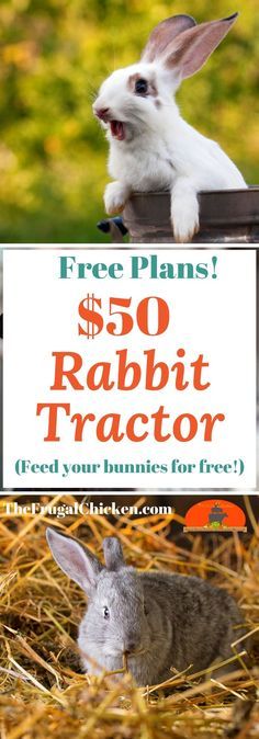 Rabbit Tractor Plans, Rabbit Tractor Diy, Chicken Run Designs, Rabbit Keeping, Rabbit Tractor, Meat Animals, Keeping Rabbits, Homesteading Inspiration, Homestead Livestock