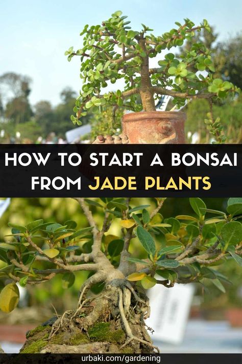 Large Jade Plant Indoor, How To Start A Bonsai Tree, Jade Bonsai Tree, How To Make Jade Plant Bonsai, Bonsai Jade Plant, Jade Bonsai For Beginners, Bonsai Growing, Bonsai Succulents, Beginner Bonsai