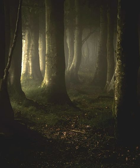 Herne The Hunter, Spring Trees, Dark Forest Aesthetic, Enchanted Wood, Dark Nature Aesthetic, Fantasy Forest, Forest Photography, Magical Forest, Instagram Art