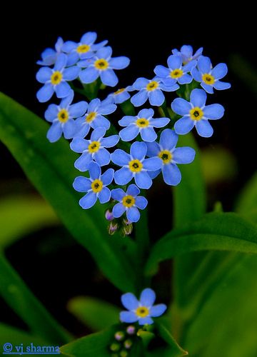 Heart of forget me not ! | vjdj69 | Flickr Flowers Photography Beautiful, Heart In Nature, Beautiful Flowers Photography, Flowers Photography Wallpaper, Have Inspiration, Love Rose, Exotic Flowers, Flower Beauty, Forget Me Not