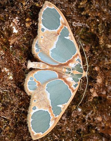 Moths With Eyes On Wings, Pretty Moths Real, Cool Beetles, Cool Moths, Aesthetic Insects, Insects Aesthetic, Aesthetic Bug, Moths Aesthetic, Pretty Moths