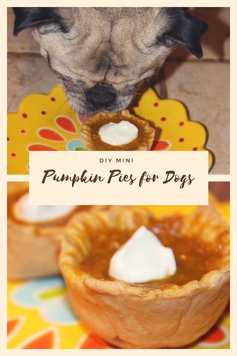 Dog Safe Pumpkin Pie, Puppy Pumpkin Pie, Dog Thanksgiving Treats, Dog Pumpkin Pie Recipe, Pumpkin Pie For Dogs, Pup Cupcakes, Dog Bakery Ideas, Dog Pumpkin Pie, Pies For Dogs