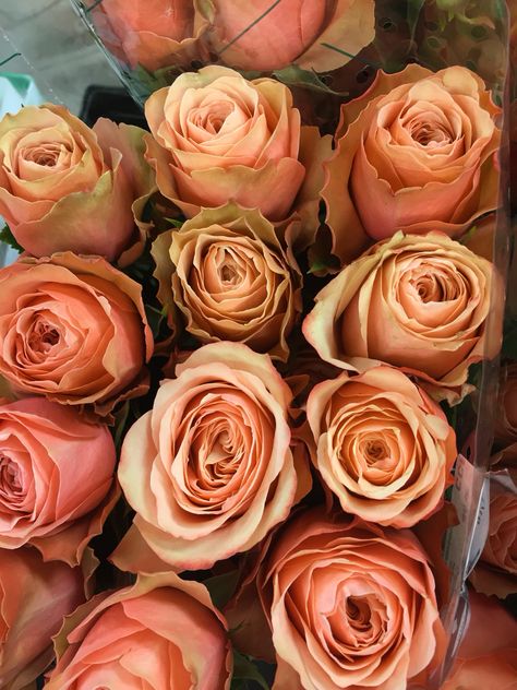 Kahala roses. Kahala Rose, Onion Colour, Colored Roses, Rose Varieties, Flower Colors, Mountain High, Garden Types, Cut Flower Garden, Brown Flowers