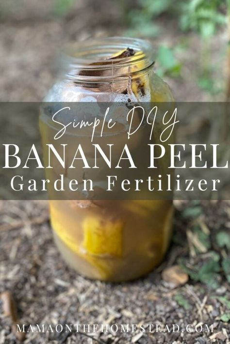 Learn to make a DIY banana peel fertilizer to improve the health of your garden, reduce waste, and make your homestead a bit more sustainable. #homesteading #homesteadgarden #gardenfertilizer #homemadefertilizer #diyfertilizer #bananapeelfertilizer #backyardgarden #gardendiy #homesteadmama #homesteadlife Banana Peel Fertilizer, Kebun Herbal, Taman Diy, Garden Remedies, Compost Tea, Natural Fertilizer, Garden Compost, Banana Peel, Fertilizer For Plants