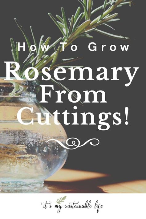 Growing rosemary from cuttings is a fast and easy way to grow new Rosemary Plants from its mother. Learn how to grow rosemary from cuttings, how to propagate rosemary cuttings, how to plant those fresh new rosemary plants and more! #propagate #rosemary #cuttings #herbs #Italian #containergarden Propagating Rosemary From Cuttings, Rosemary Bonsai, Rosemary Cuttings, How To Propagate Rosemary, Rosemary From Cuttings, Rosemary Plant Care, Propogating Plants, How To Grow Rosemary, Propagate Rosemary