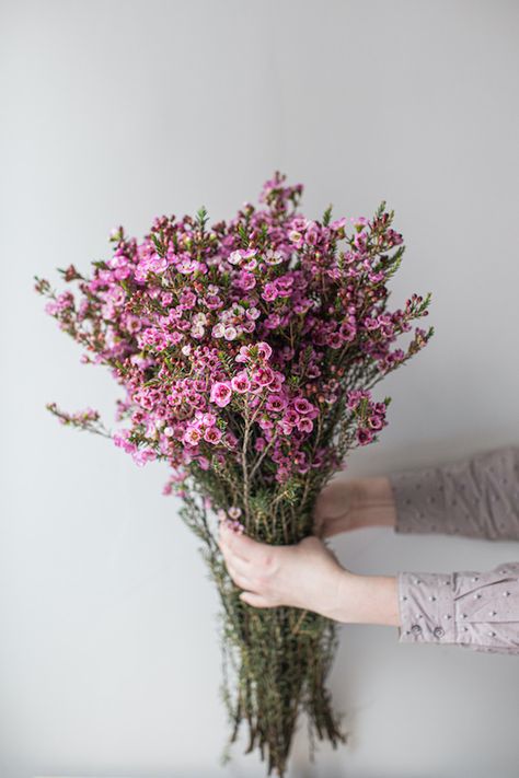 September-May/White, pink, lavender/7-10 Days Waxflower Bouquet, Regency Picnic, Pink Wax Flower, November Flowers, Flower Aesthetics, Book Vibes, Flower Varieties, Wax Flower, Flowers Images