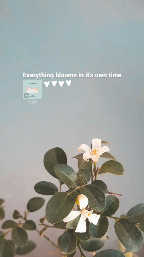 Instagramstoryinspirationastheticflowersquotesideas Short Selflove Captions, Aesthetic Qoutes Flower, Aesthetic Wallpaper For Instagram Story, Flowers Asthetic Caption, Pov Caption Ideas For Flowers, Deep Flower Quotes, Instagram Story Ideas Flowers Caption, Flowers Story Instagram Ideas, Instagram Story With Flowers