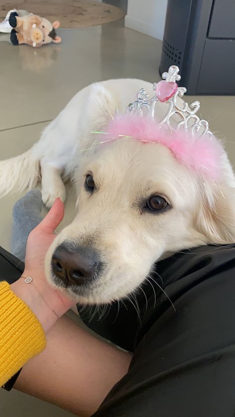 Golden Retriever Pink Aesthetic, Coquette Golden Retriever, Girl Golden Retriever, Rosie Core, Golden Retriever Accessories, Pink Puppies, Golden Retriever Girl, Princess Puppy, Female Golden Retriever