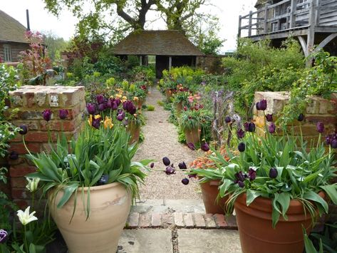 Container Gardening: Sarah Raven’s 7 Tips for Perfect Flower Pots Backyard Flower Garden, Gravel Gardens, Garden Flower Pots, Garden Tips And Tricks, Potted Garden, Flower Pot Ideas, Side Yards, Flower Containers, Potted Plants Outdoor