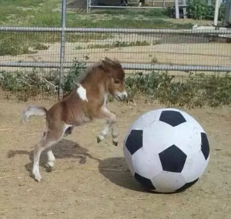 Just a baby horse playing with a giant soccer ball Foals Playing, Tiny Horses, Funny Horses, Horse Boarding, Mini Horse, Baby Horses, Miniature Horse, Horse Crazy, Clydesdale