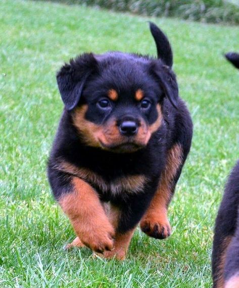 German Rottweiler Puppies, Rottweiler Dogs, Rottweiler Breed, Rottweiler Love, Rottweiler Lovers, Super Cute Puppies, Doberman Dogs, Cute Animals Puppies, Very Cute Dogs