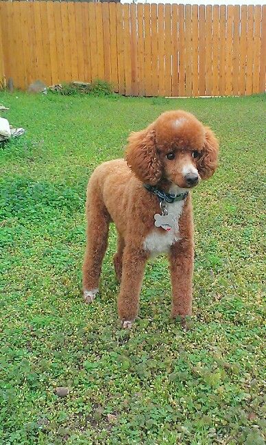 Fresh hair cut Poodle, perfect neat and adorable clip for poodles that are showing Toy Poodle Shaved, Summer Poodle Cuts, Poodle Summer Cut, Animal Grooming, Stuff Storage, Birmingham Michigan, Tips For Dogs, Poodle Hair, Poodle Haircut