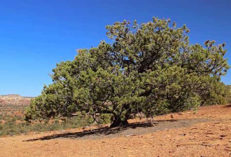 Drought Resistant Trees, Pinyon Pine, Coniferous Forest, Kingdom Plantae, Guadalupe Mountains, About Last Night, Northern Arizona, Pine Forest, Growing Tree