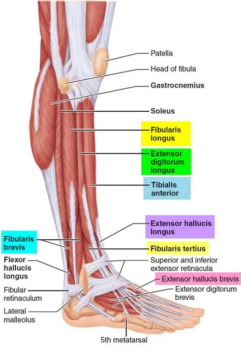 labeled muscles of lower leg - Lower Extremity Anatomy, Thigh Muscle Anatomy, Calf Anatomy, Colon Anatomy, Muscle Anatomy Drawing, Leg Muscles Anatomy, Anatomy Posters, Pt School, Leg Anatomy