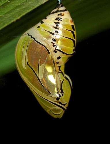 ˚Butterfly Chrysalis Butterfly Pupa, Butterfly Cocoon, Butterfly Metamorphosis, Butterfly Chrysalis, Cool Insects, Moth Caterpillar, Cool Bugs, Beautiful Bugs, Creepy Crawlies