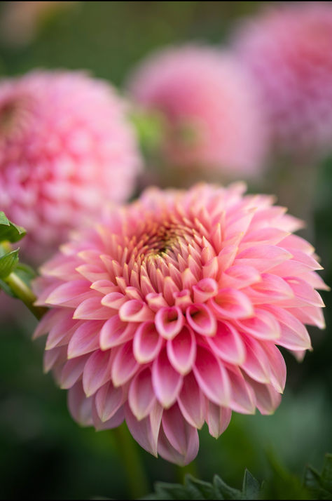 pink dahlia flower Blush Dahlia, Market Bouquets, Pink Parfait, Pink Dahlias, Farmers Market Flowers, Cut Flower Farm, Vegetable Garden Tips, Dahlia Tubers, Dahlias Garden