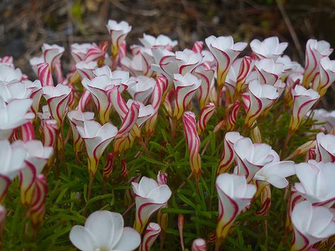 NOSTALGIA Candy Cane Sorrel, Oxalis Versicolor, Flower Names, The Meadows, Wild Rose, My Childhood, Wild Roses, Types Of Flowers, Cool Plants