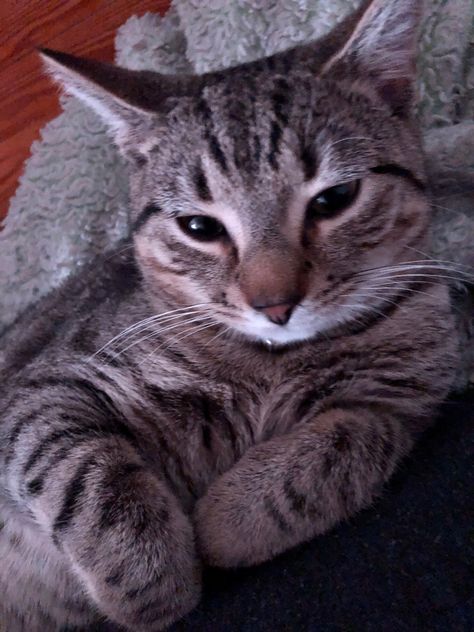 Grey and black striped cat with his paws curled Grey Cats Aesthetic, Grey Striped Cat, Kandi Steiner, Cat Resting, Grey Tabby Cat, Mood Bored, Funny Cat Wallpaper, Gray Cat, Grey Cat