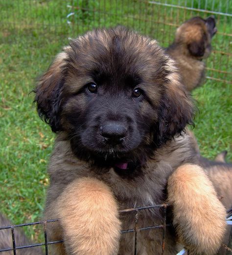 I would love one of these - Leonberger puppy - their a cross between Newfie and St. Bernard Leonberger Puppy, Leonberger Dog, Designer Dog Collars, Rhodesian Ridgeback, Weimaraner, Saint Bernard, Puppy Pictures, Mountain Dogs, Cute Creatures