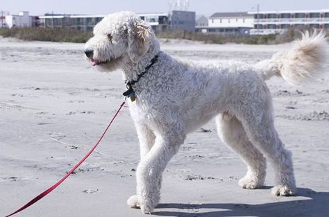 The Goldendoodle came into existence by breeding a Golden Retriever to a Poodle. Goldendoodle Training, White Goldendoodle, Goldendoodle Haircuts, Calm Dog Breeds, Australian Labradoodle Puppies, Dog Crossbreeds, Doodle Puppy, Labradoodle Puppy, Potty Training Puppy