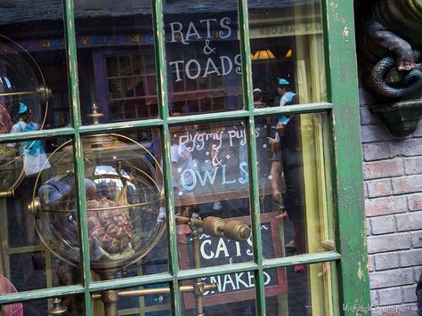 Spew Harry Potter, Magical Menagerie, Harry Potter Locations, Owl Cat, Harry Potter Halloween, Harry Potter Decor, Garden District, Diagon Alley, Harry Potter Room