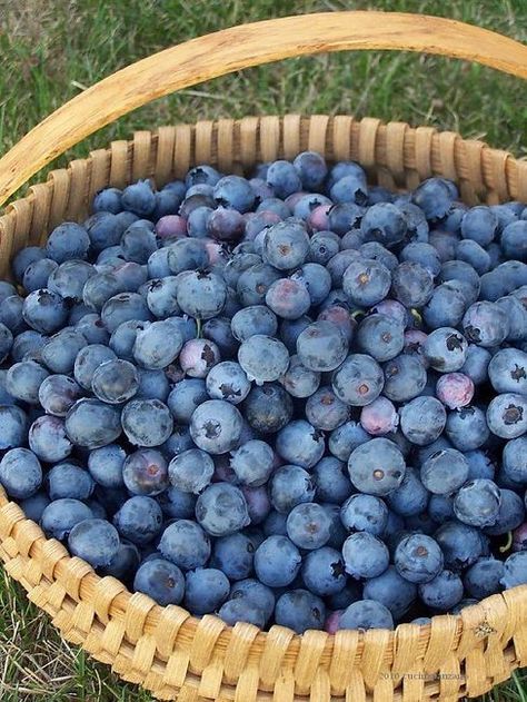 Blueberry Astetic, Basket Of Blueberries, Maine Blueberries, Blueberry Basket, Picking Blueberries, Blueberry Picking, Blue Berries, Blueberry Pie, Beautiful Fruits