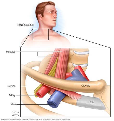 Nerve Injury, Medicine Art, Thoracic Outlet, Brachial Plexus, Forward Head Posture Exercises, Subclavian Artery, Neck And Shoulder Exercises, Vertebral Artery, Shoulder Rehab