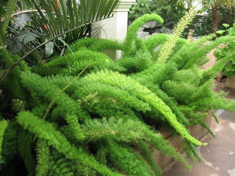 Asparagus Densiflorus, Foxtail Fern, Companion Gardening, Lush Plants, Edging Plants, Small Yard Landscaping, Waterwise Garden, Succulent Garden Design, Asparagus Fern