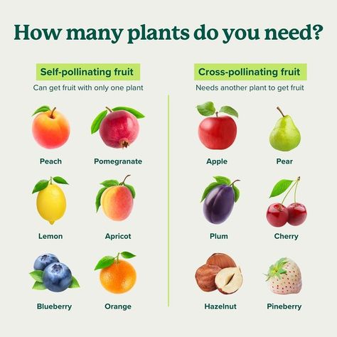 FastGrowingTrees | Some fruit trees are self-pollinating, but others require cross-pollination with another tree to produce fruit. 🌲🍎 With many fruit that a… | Instagram Self Pollinating Fruit Trees, How To Plant Fruit Trees, Fruit Tree Orchard, Fast Growing Fruit Trees, Backyard Fruit Trees, Backyard Orchard, Fruit Trees Backyard, Cross Pollination, Fruit Tree Garden