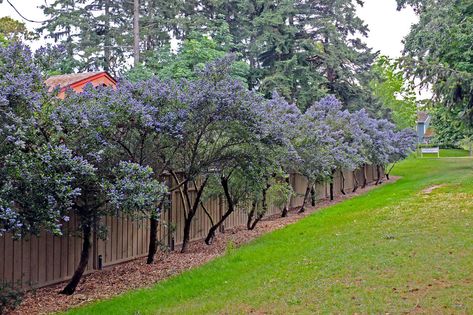 Coastal Backyard, University Of Victoria, Coast House, House Landscape, Vancouver Island, British Columbia, Plants