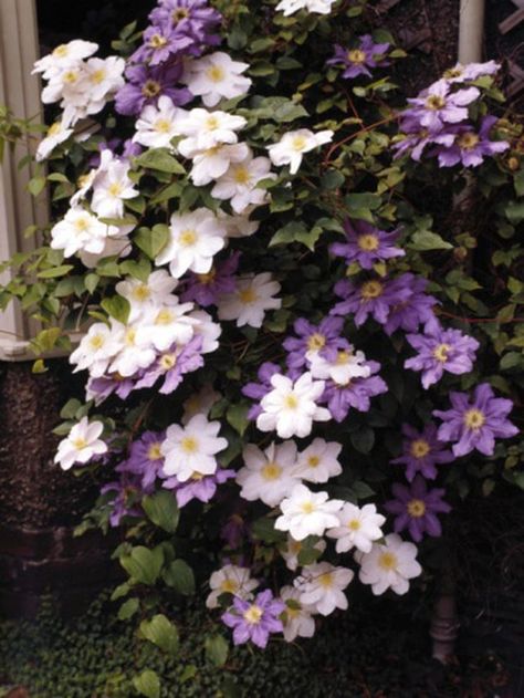 Clematis Care, Clematis Montana, Clematis Plants, Evergreen Vines, Clematis Flower, Clematis Vine, Garden Vines, Climbing Vines, Flowering Vines