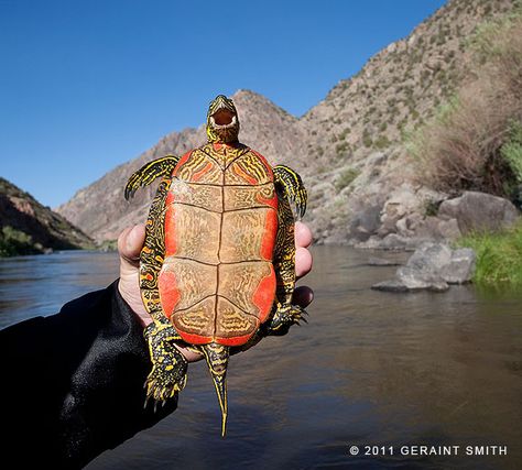 Western Painted Turtle, Turtle Images, Photoshop Projects, Bradley Mountain, Art Reference Poses, New Mexico, Reptiles, Painted Rocks, Art Reference