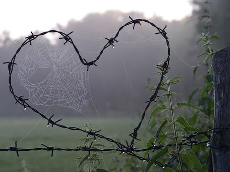 Barbed Wire, A Heart