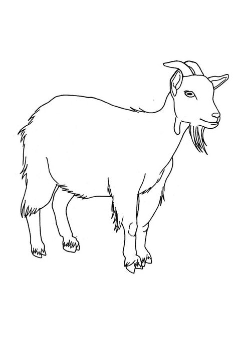 Goat Colouring Page, Goat Clipart Black And White, G For Goat, Goat Black And White, Goat Outline, Goat Coloring Pages, Goat Clipart, Goat Drawing, Zebra Drawing